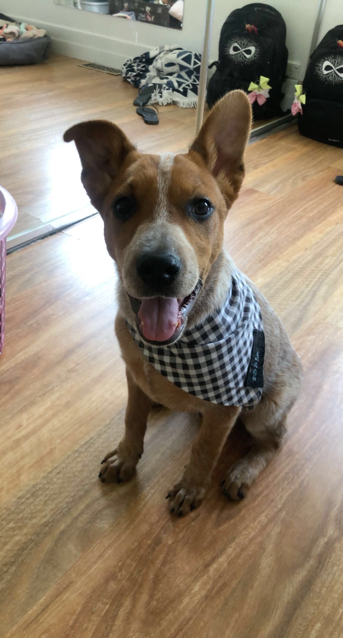 Dog bandanna for smaller 4 legged friends