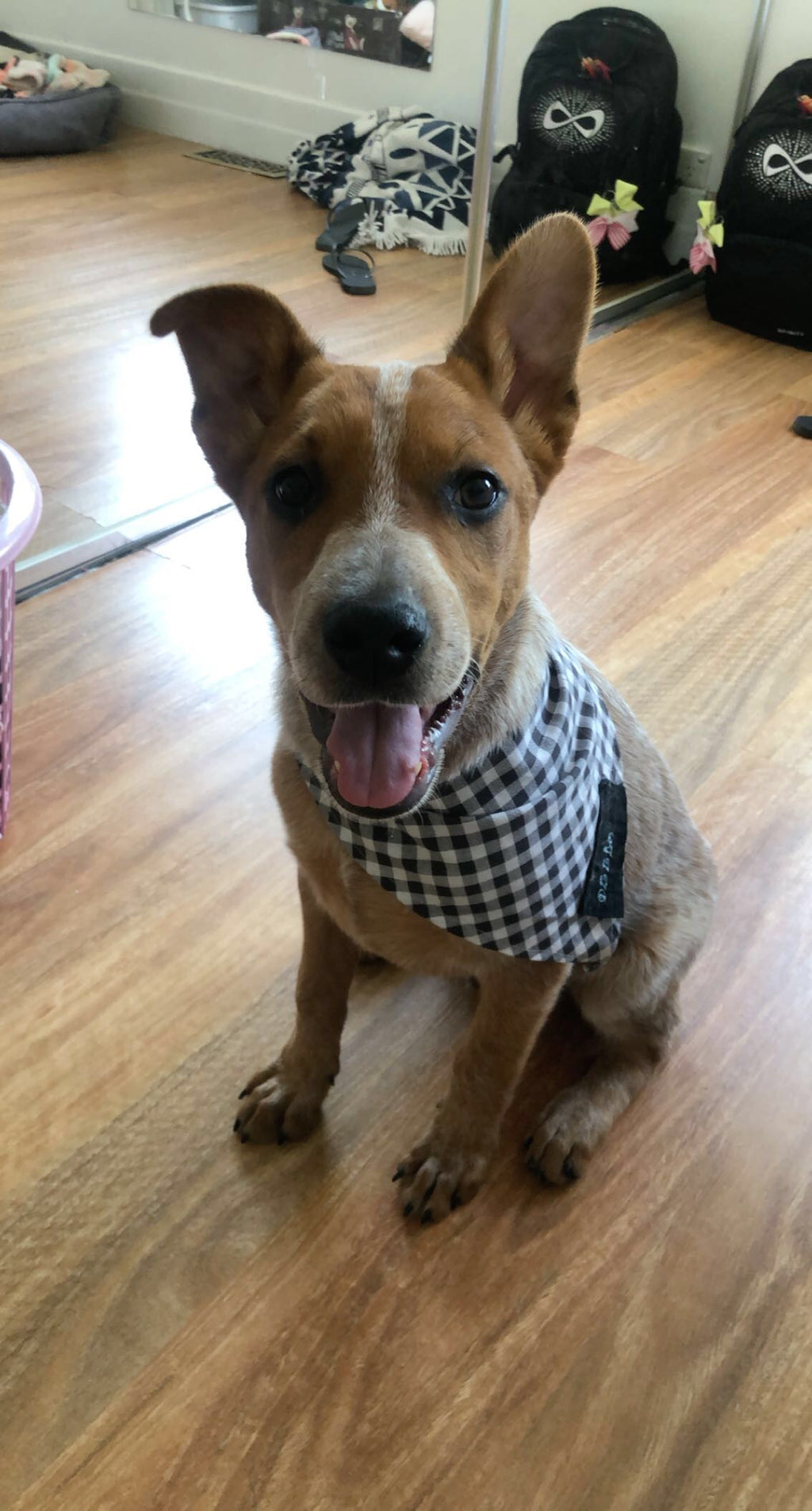 Dog bandanna for smaller 4 legged friends