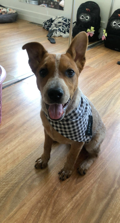 Dog bandanna for smaller 4 legged friends